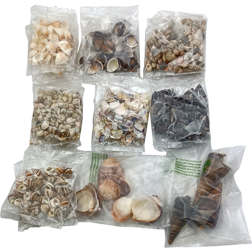 Seashells Shellbinding Craft