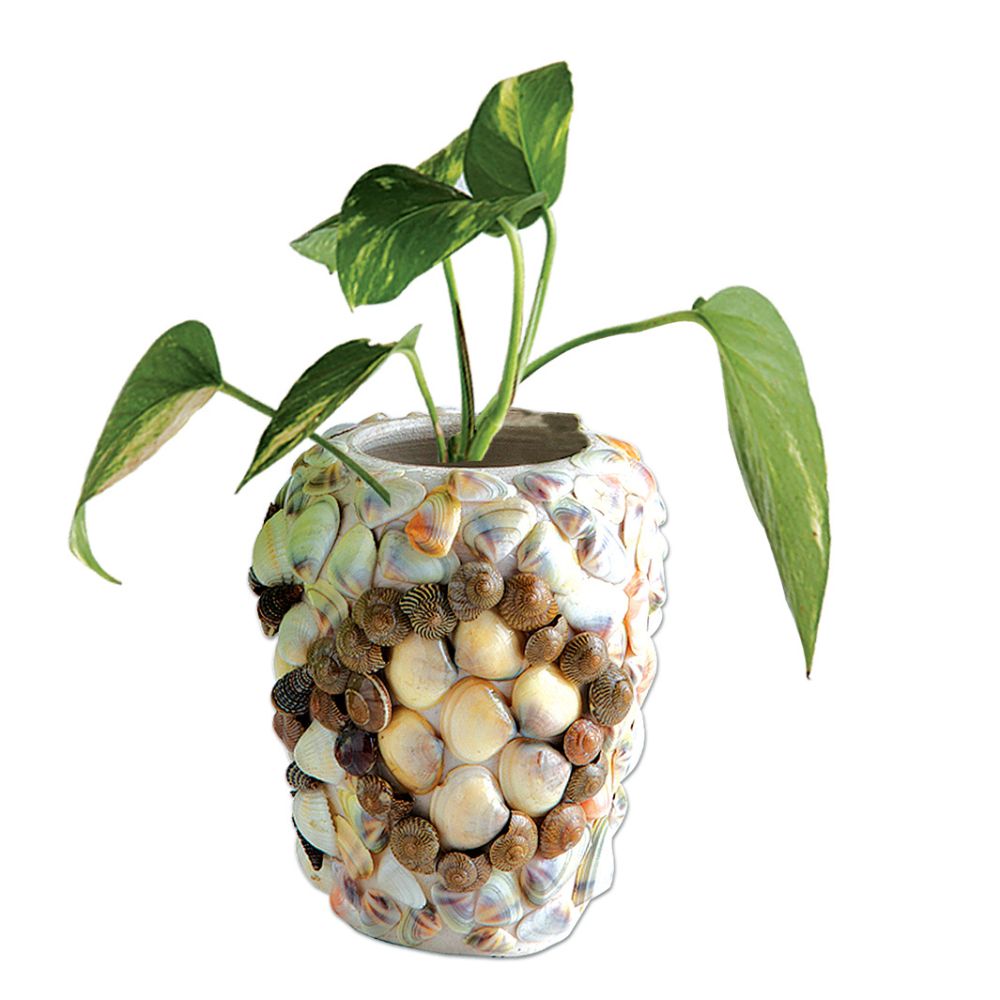 Seashells Display Decors