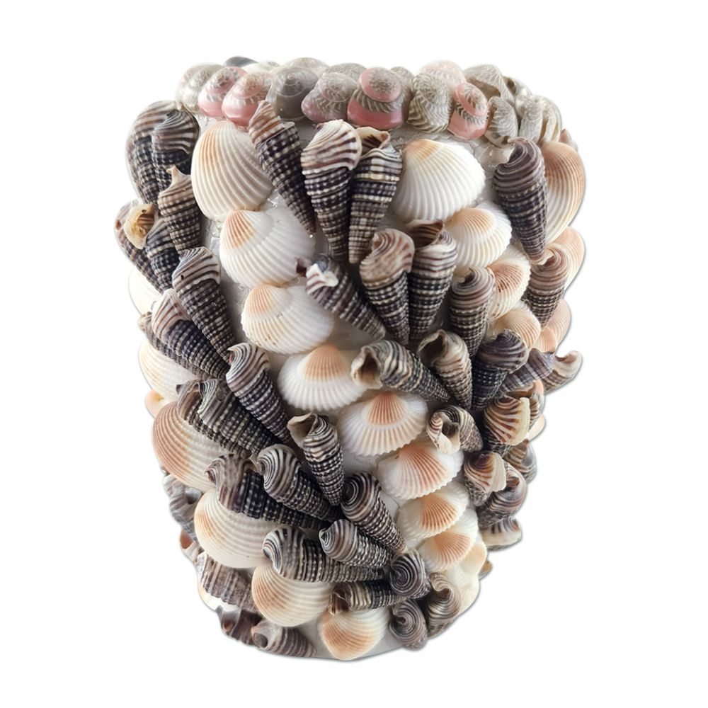 Seashells Display Decors